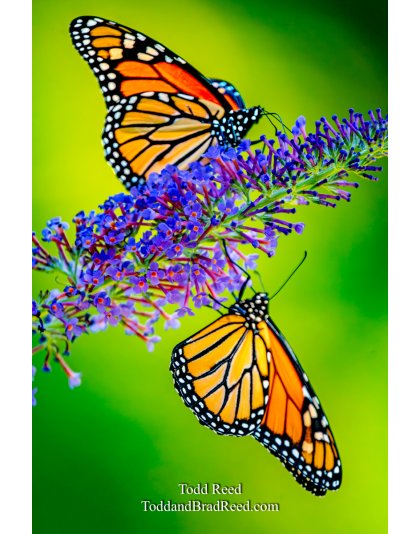 Monarch Mirror