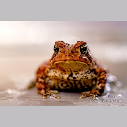 Brad Reed\'s Day 163 of 366 - June 11, 2020