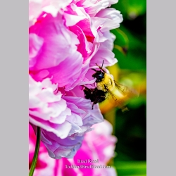 Brad Reed\'s Day 165 of 366 - June 13, 2020