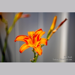 Brad Reed\'s Day 167 of 366 - June 15, 2020