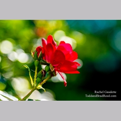 Rachel Gaudette\'s Day 167 of 366 - June 15, 2020