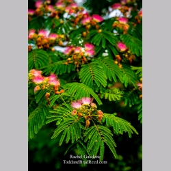 Rachel Gaudette\'s Day 169 of 366 - June 17, 2020