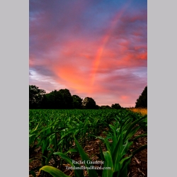 Rachel Gaudette\'s Day 176 of 366 - June 24, 2020
