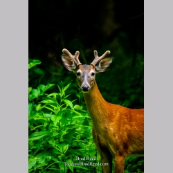 Brad Reed\'s Day 178 of 366 - June 26, 2020