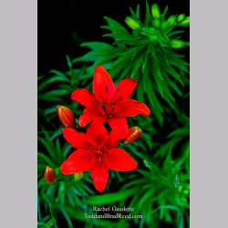 Rachel Gaudette\'s Day 178 of 366 - June 26, 2020