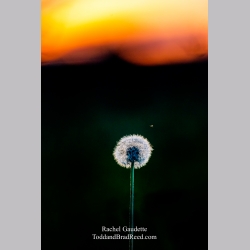 Rachel Gaudette\'s Day 180 of 366 - June 28, 2020