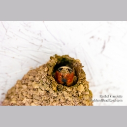 Rachel Gaudette\'s Day 181 of 366 - June 29, 2020