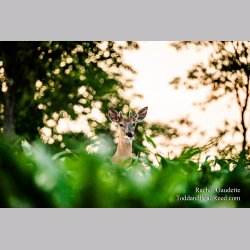 Rachel Gaudette\'s Day 182 of 366 - June 30, 2020