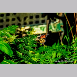 Brad Reed\'s Day 184 of 366 - July 2, 2020