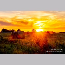 Rachel Gaudette\'s Day 185 of 366 - July 3, 2020