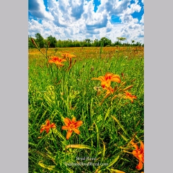 Brad Reed\'s Day 186 of 366 - July 4, 2020