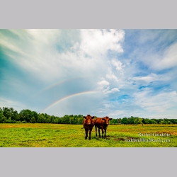 Rachel Gaudette\'s Day 191 of 366 - July 9, 2020