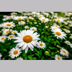 Brad Reed\'s Day 202 of 366 - July 20, 2020
