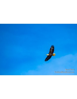 Flying Proud
