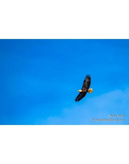 Flying Proud
