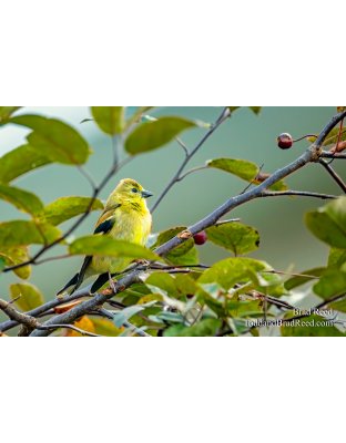 Neighborhood Goldfinch