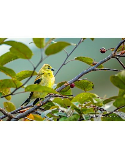 Neighborhood Goldfinch
