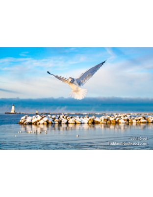 Angelic Gull