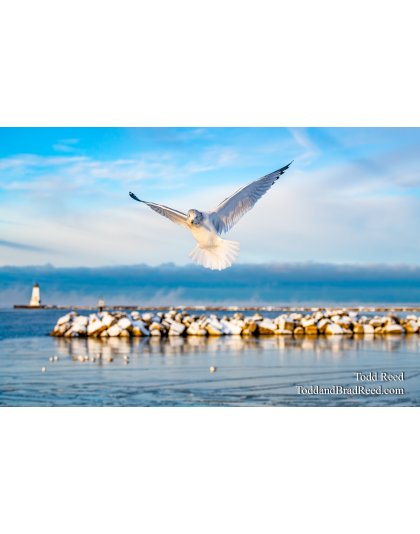 Angelic Gull