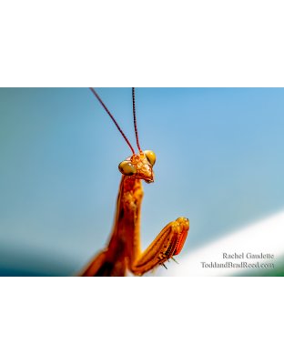 Archimanits Latistyla