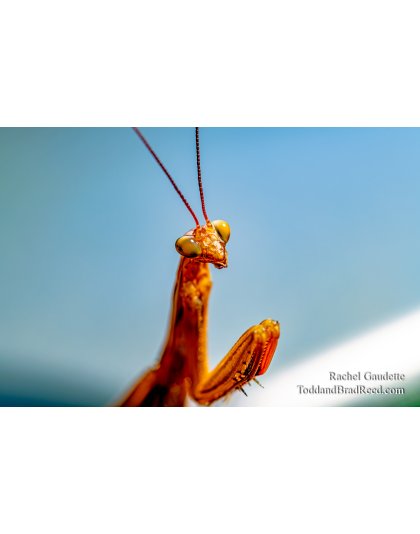 Archimanits Latistyla