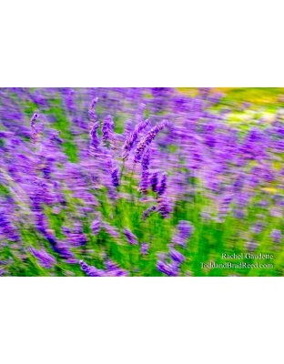 Dance of the Lavender