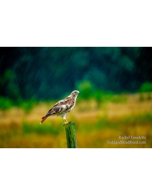 Red Tail Resilience