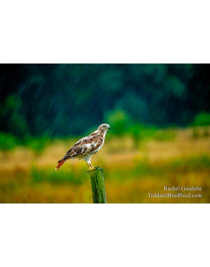 Red Tail Resilience