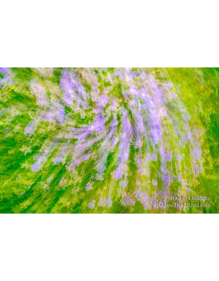 Lavendar Spirit