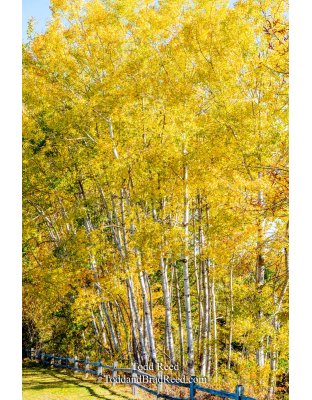 Lincoln Aspens