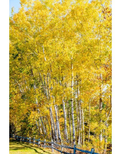 Lincoln Aspens