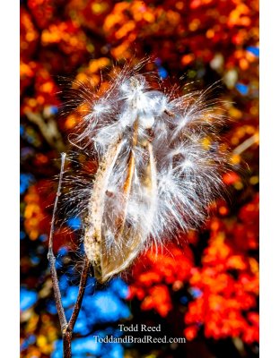 Milkweed Fireworks