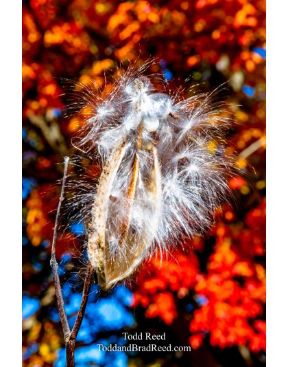 Milkweed Fireworks