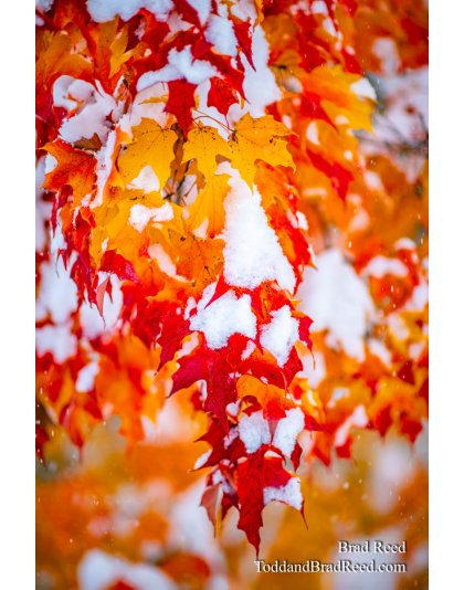 Blazing Snow