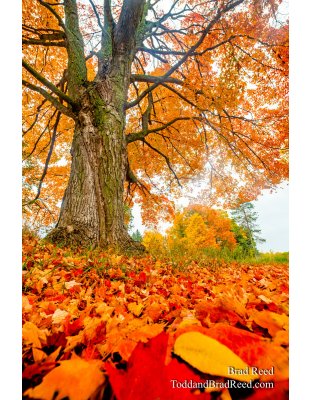 Conrads Tree