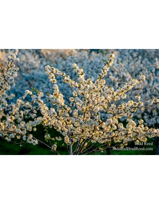 Blossom Explosion
