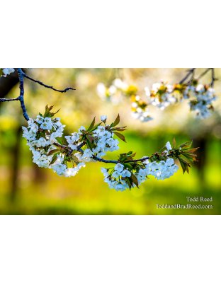 Bright and Warm Blossoms