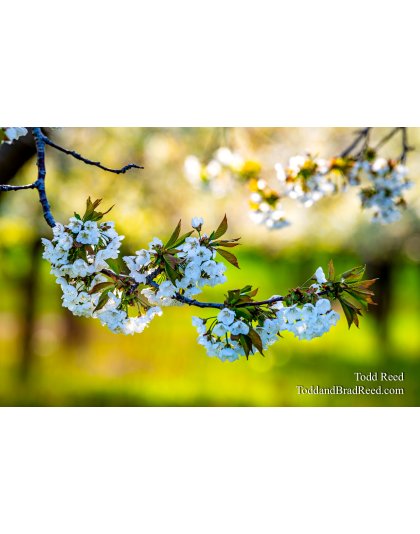 Bright and Warm Blossoms