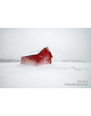 Anderson Red