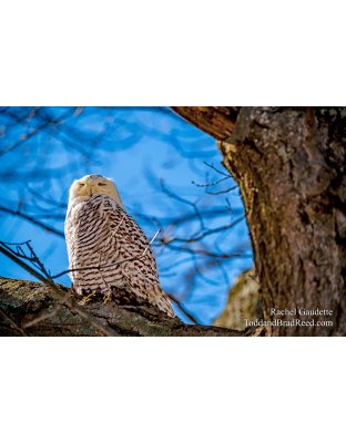 Snowy Owl