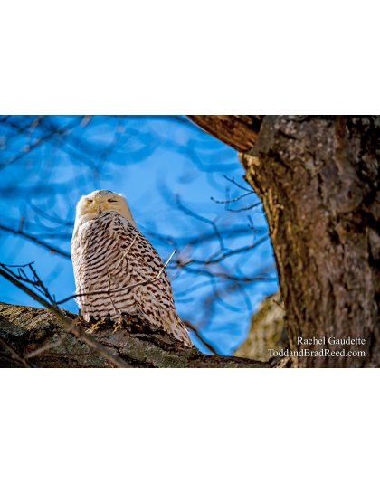 Snowy Owl