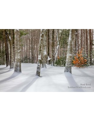 Shadows on Fresh Silence