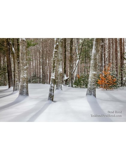 Shadows on Fresh Silence