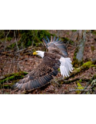 American Ascent