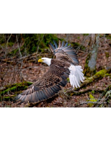 American Ascent