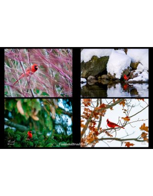Cardinal Quad 10 x 15-inch print 