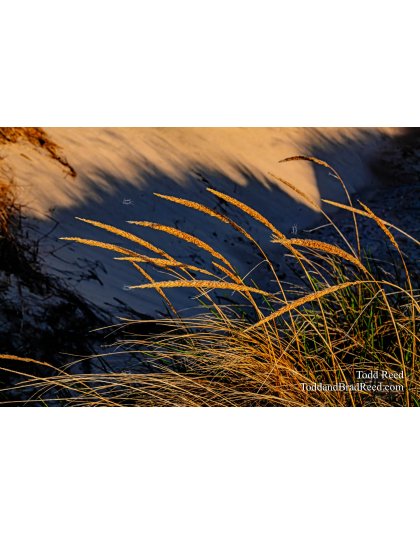Dancing Shadows