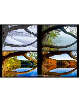 Framing Seasons Quad 10 x 15-inch print