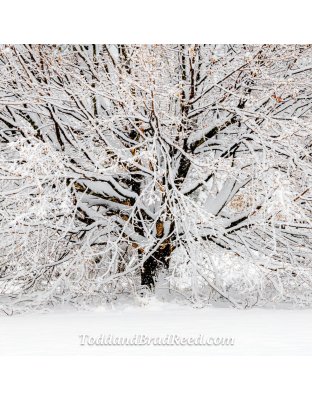 Square Snowy Maple