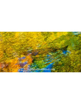 30 x 60 Gold Fish